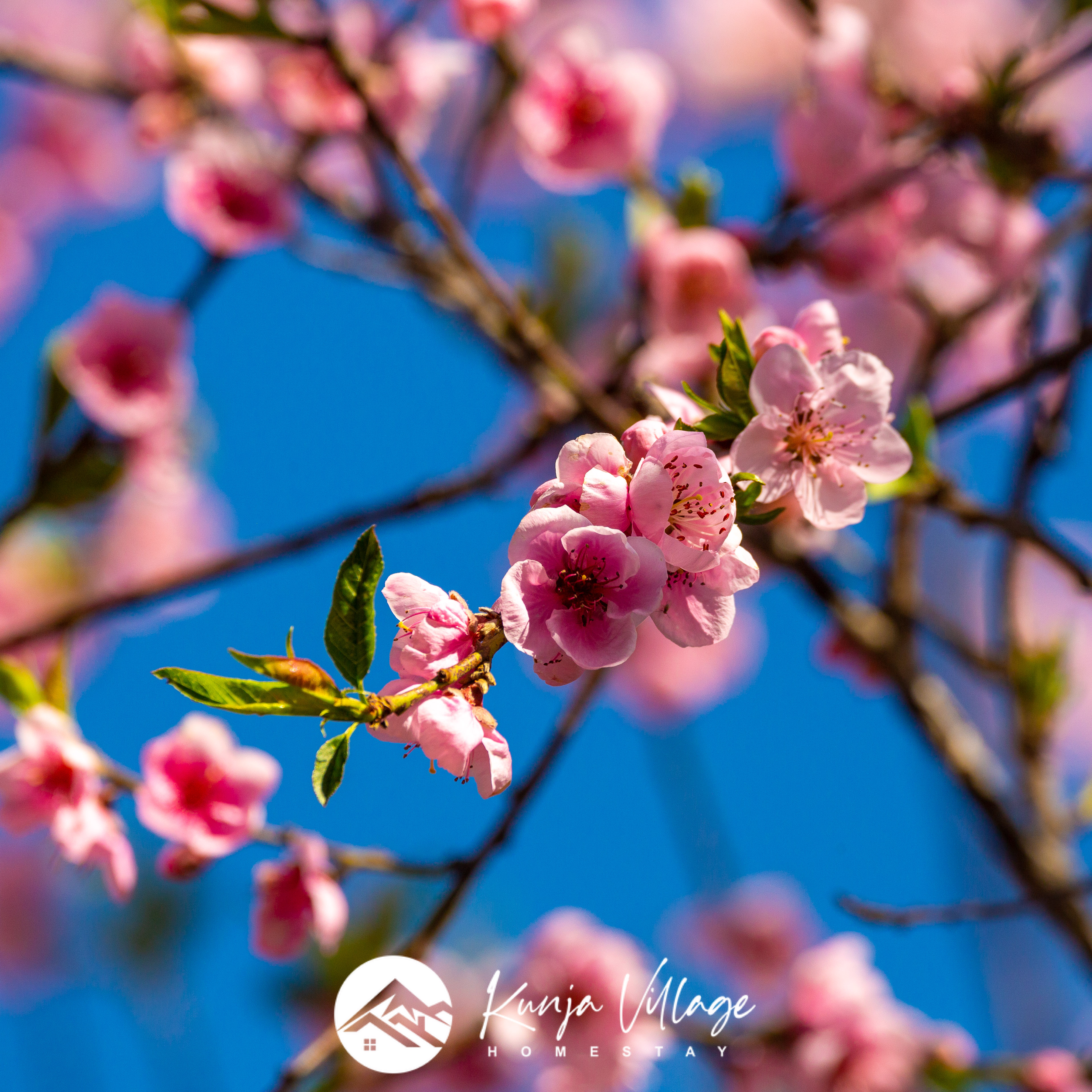 Colourful spring